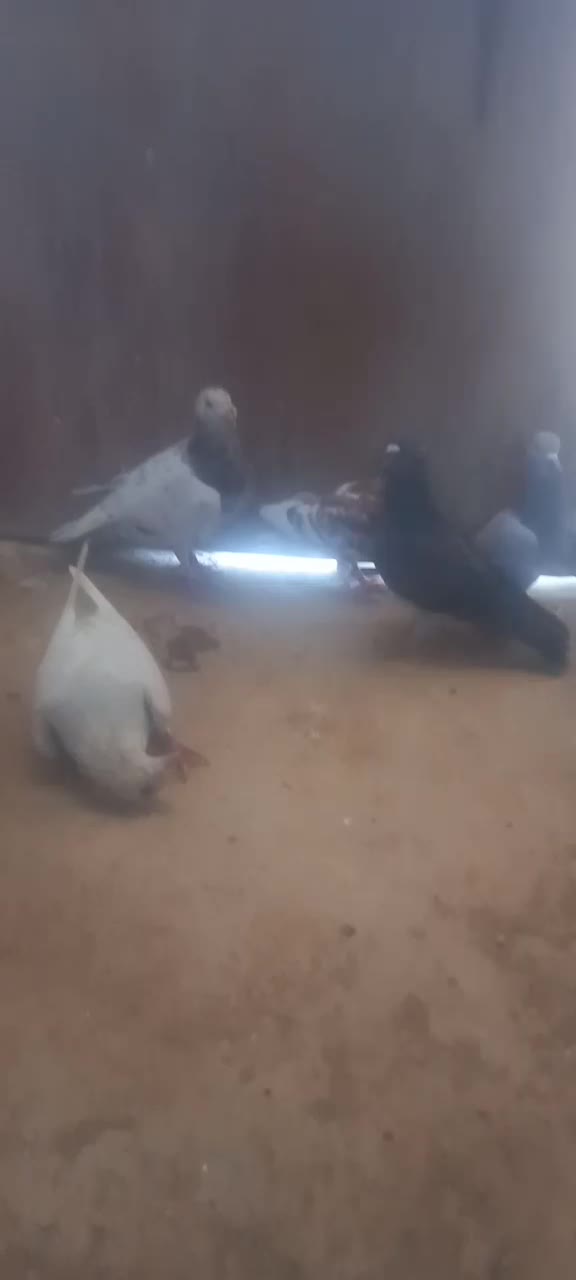 کبوتر|پرنده|میامی, |دیوار
