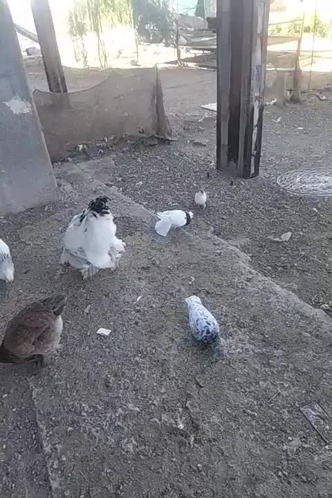 پرنده|پرنده|تربتحیدریه, شهرک ولیعصر|دیوار