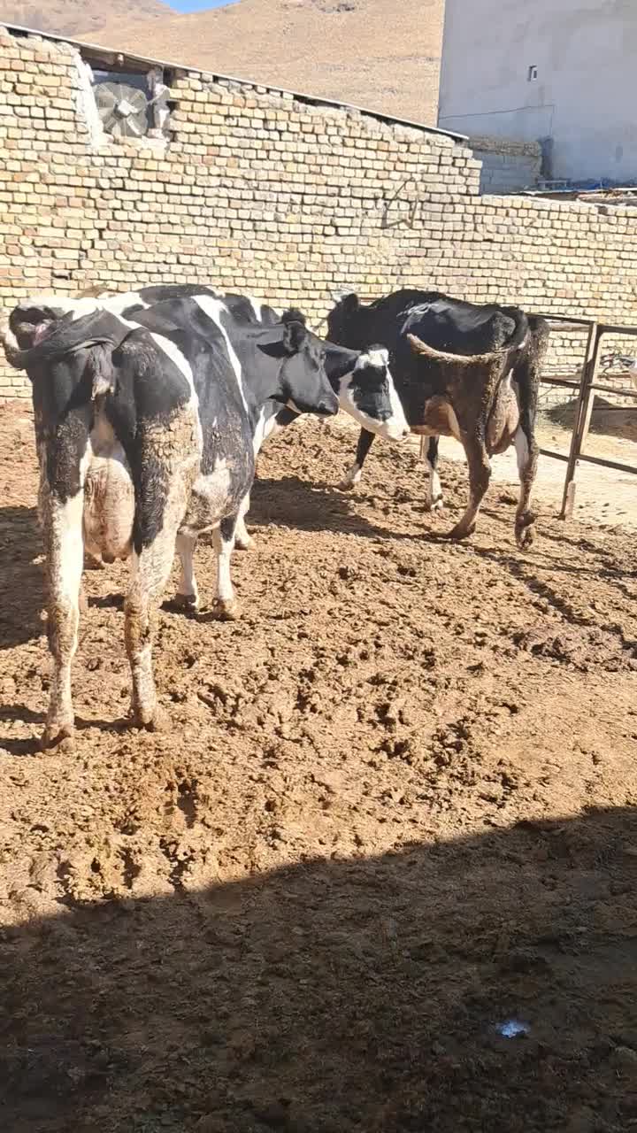 گاو هلشتاین درجه یک با گوساله|حیوانات مزرعه|قره چای, |دیوار