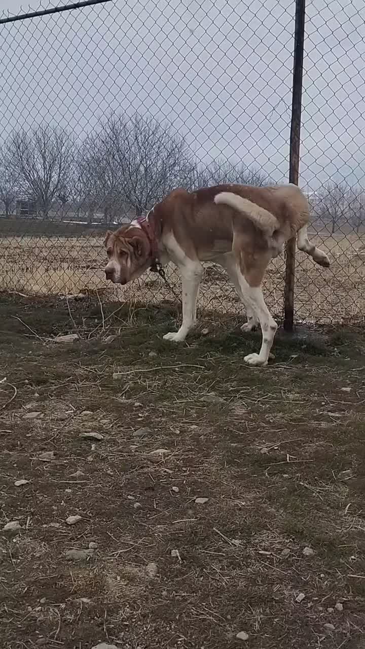 سگ سرابی|سگ|شازند, |دیوار