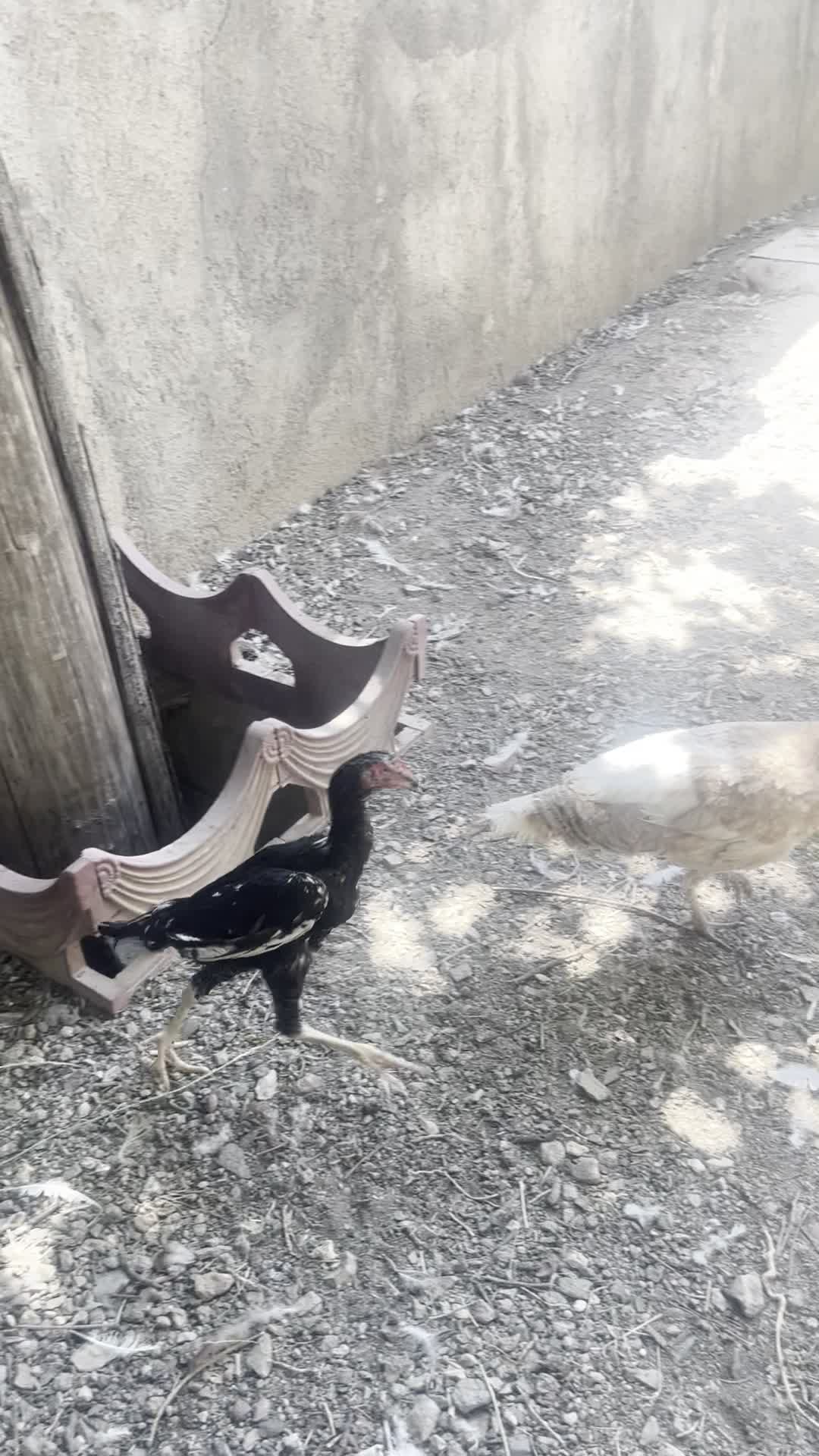 خروس مرغ لاری افغان پاکستانی|حیوانات مزرعه|تفرش, |دیوار