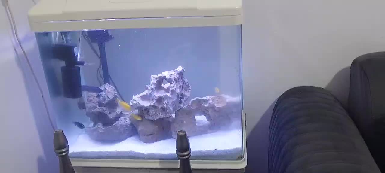 اکواریوم ۶۰ ×۶۰ و میز|ماهی|بندرعباس, |دیوار