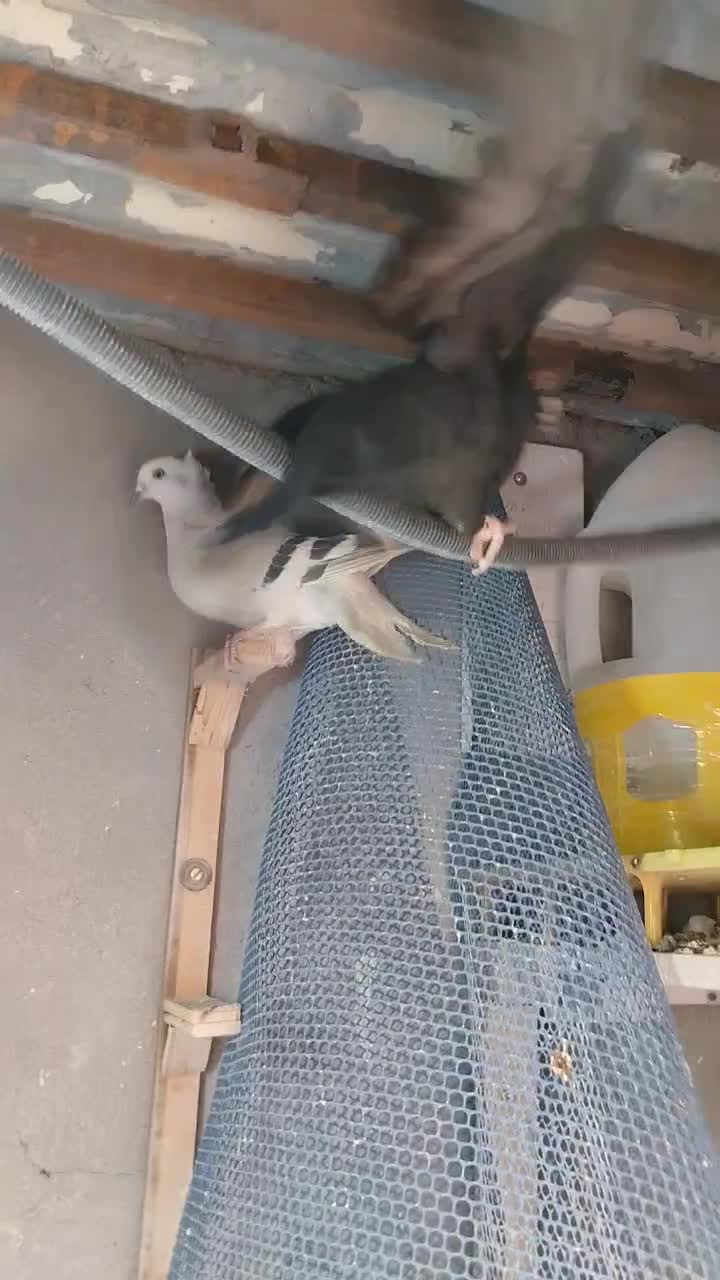 ۴اکبوتر صید پرشی به شرط|پرنده|بجنورد, |دیوار