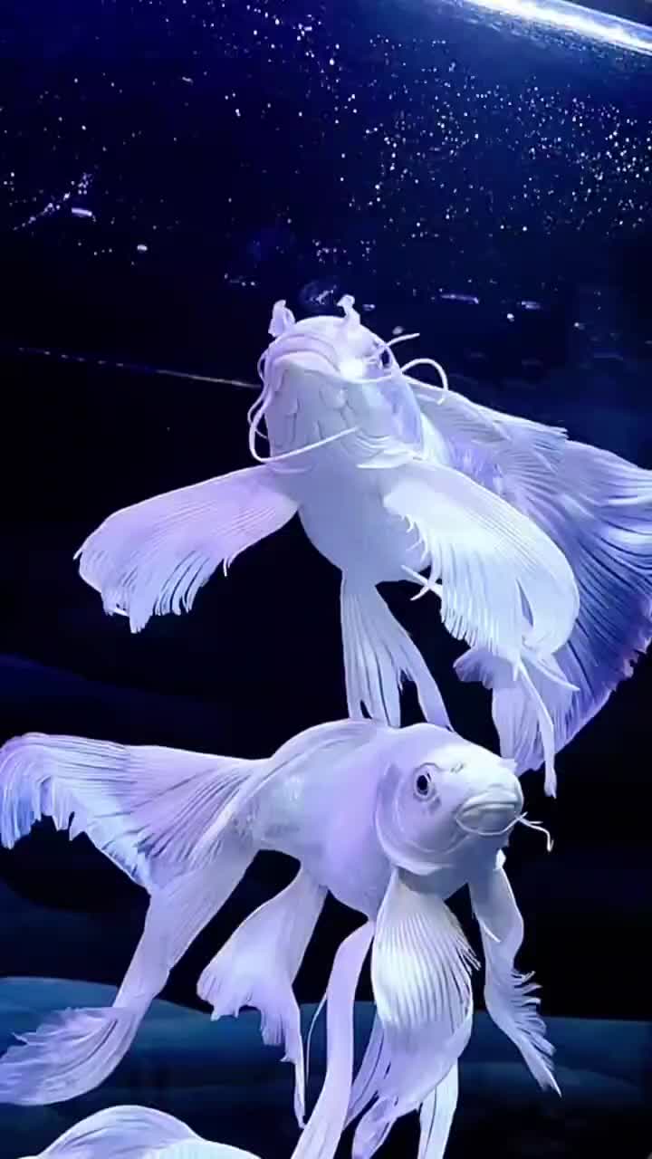 آکواریوم بزرگ خلیج فارس|ماهی|بروجرد, |دیوار