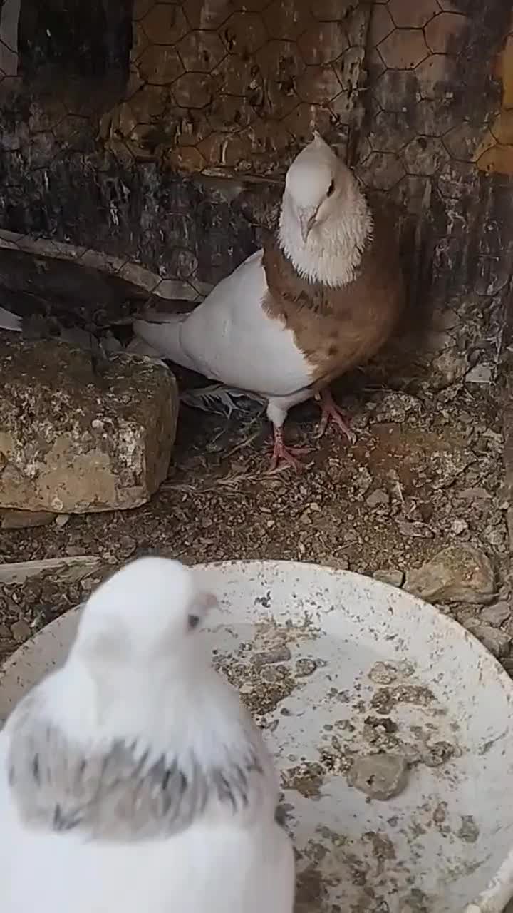 طوقی|پرنده|خوسف, |دیوار