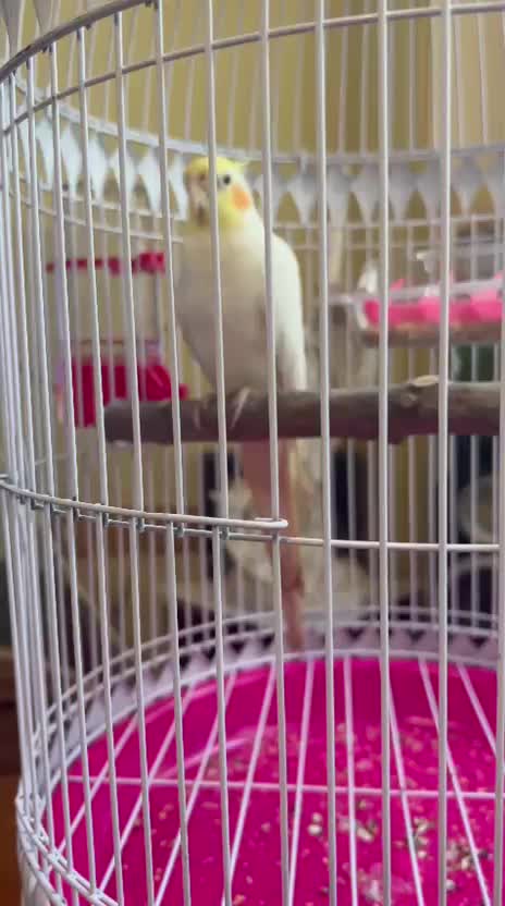 عروس هلندی سخنگو|پرنده|کیش, |دیوار