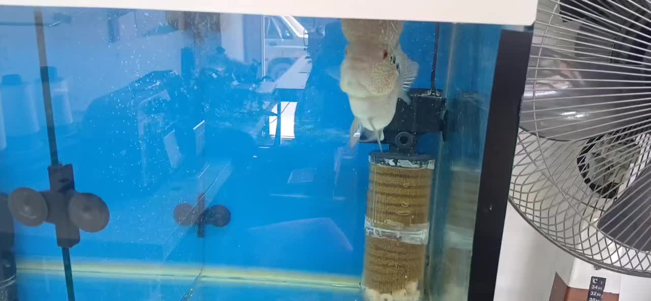 ماهی فلاور فروش فوری|ماهی|زنجان, |دیوار