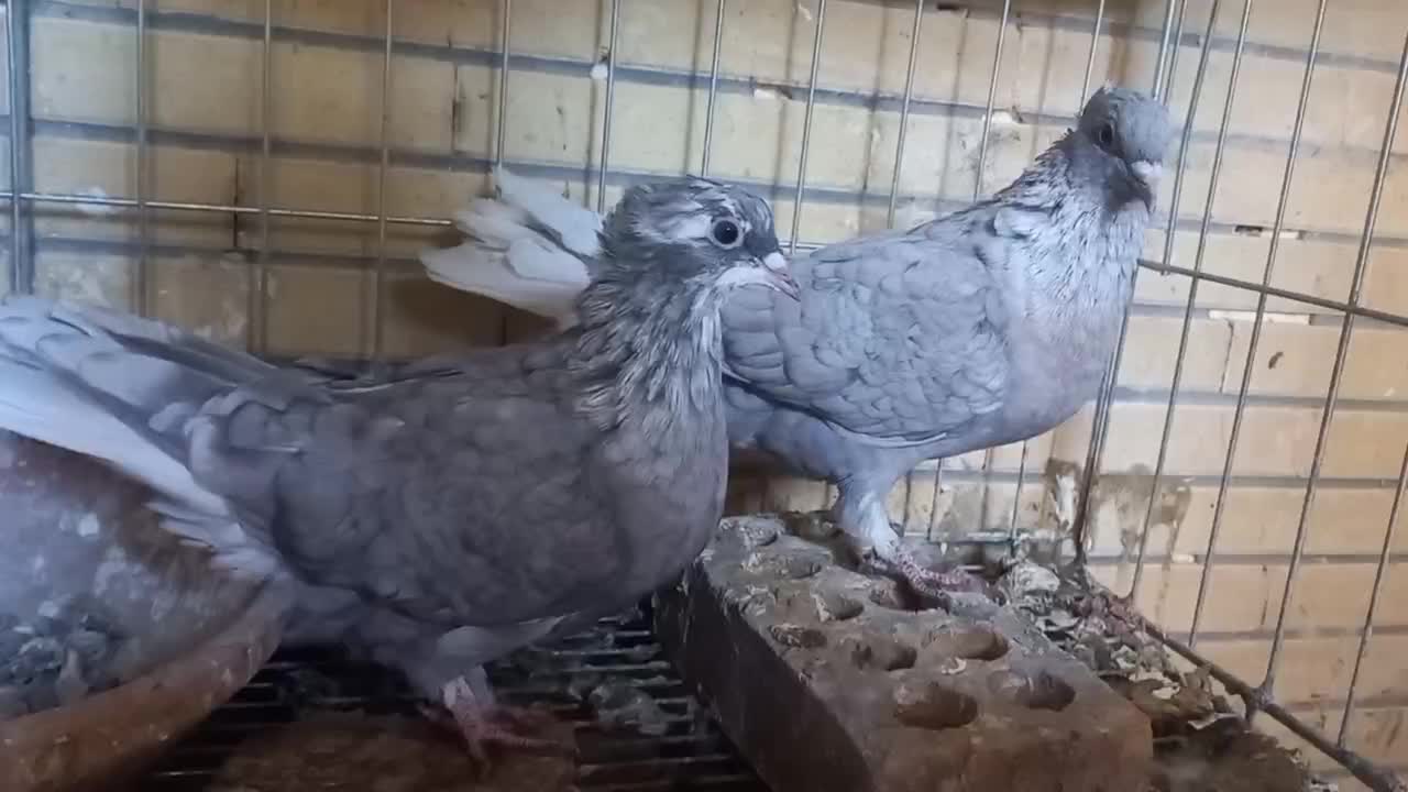 کفتر دم سفید|پرنده|شاهین‌شهر, خانه کارگر|دیوار