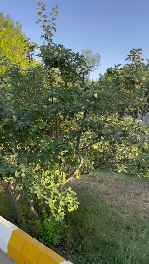 ویلا باغ در پیست اسکی یام(سیوان)۱۲۷۰متر|فروش خانه و ویلا|تبریز, |دیوار