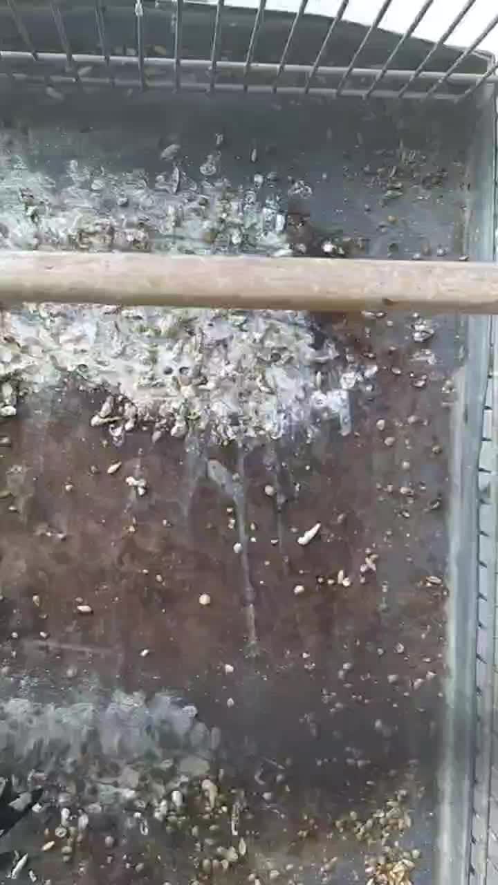 سهره|پرنده|همدان, |دیوار