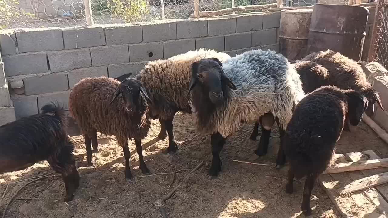 قوچ همو|حیوانات مزرعه|جغتای, |دیوار