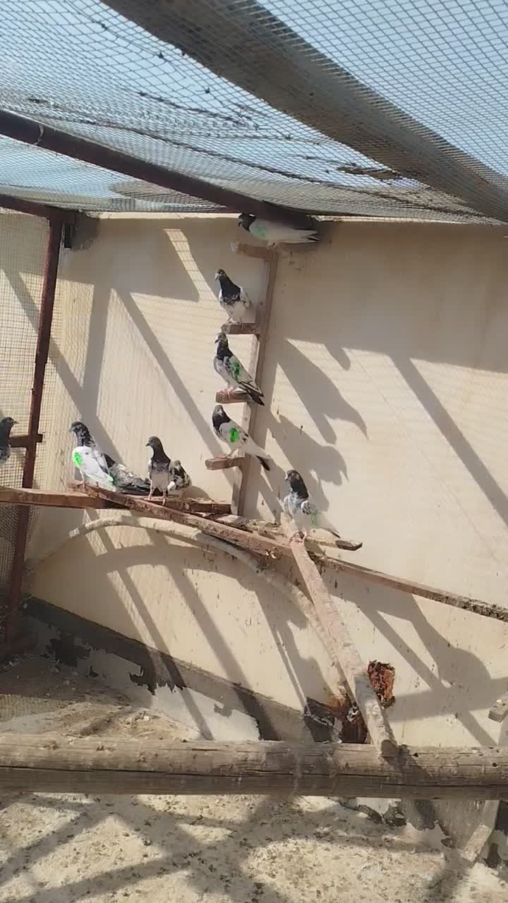 یه چند عدد کبوتر اصل پاکستانی|پرنده|بندر گناوه, |دیوار