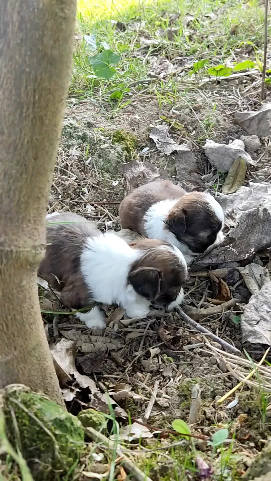 خوشگلهای سوپر فلت|سگ|رشت, پسیخان|دیوار