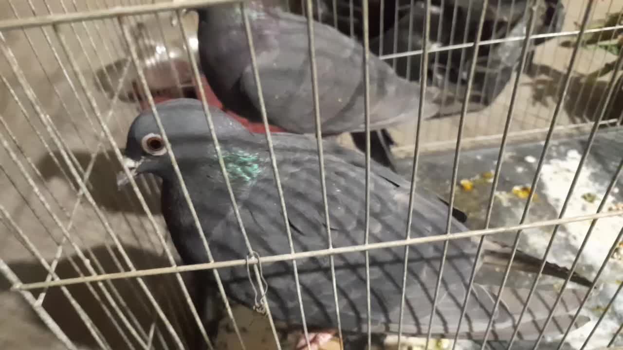 دوتا کفتر شهرستانی فروشی قرچک|پرنده|ری, علایین|دیوار