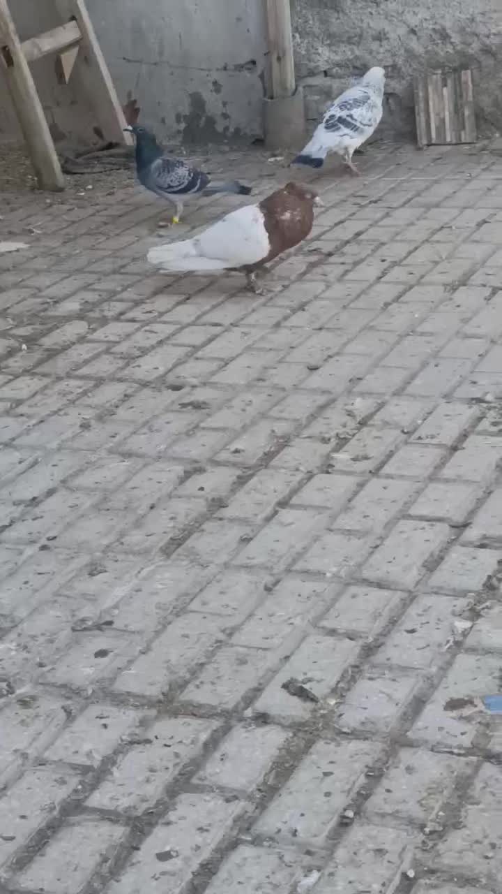 کفتر|پرنده|تربتحیدریه, باغ سلطانی|دیوار