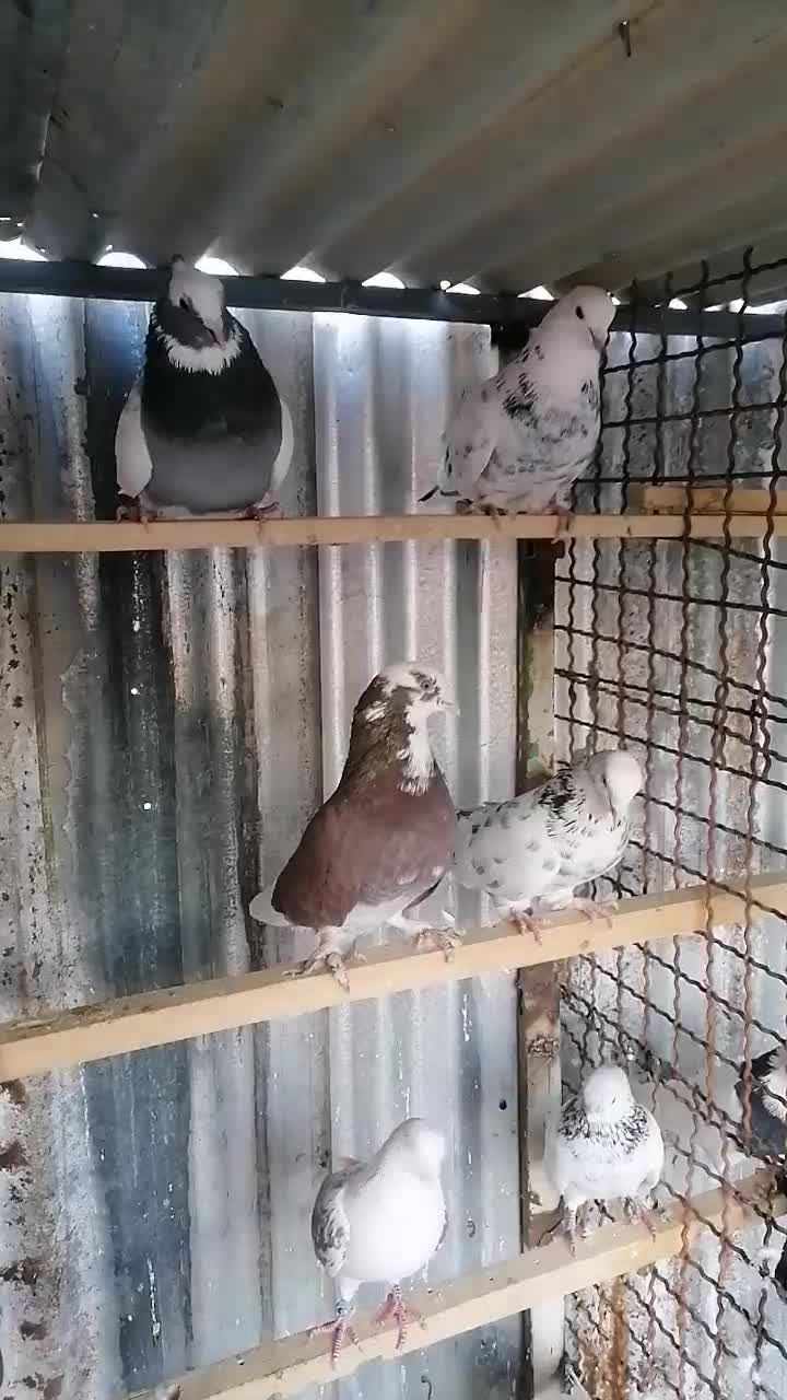 کفتر|پرنده|تهران, بلورسازی|دیوار