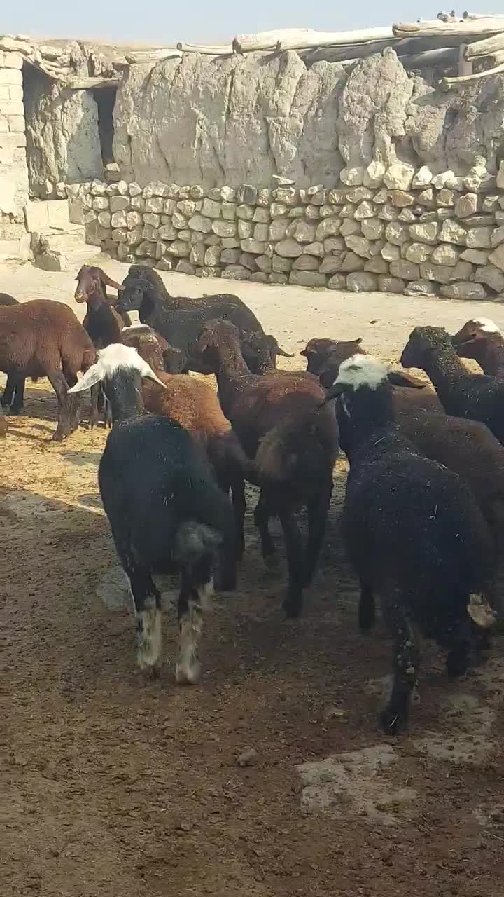 بره نر|حیوانات مزرعه|محمدبار, |دیوار