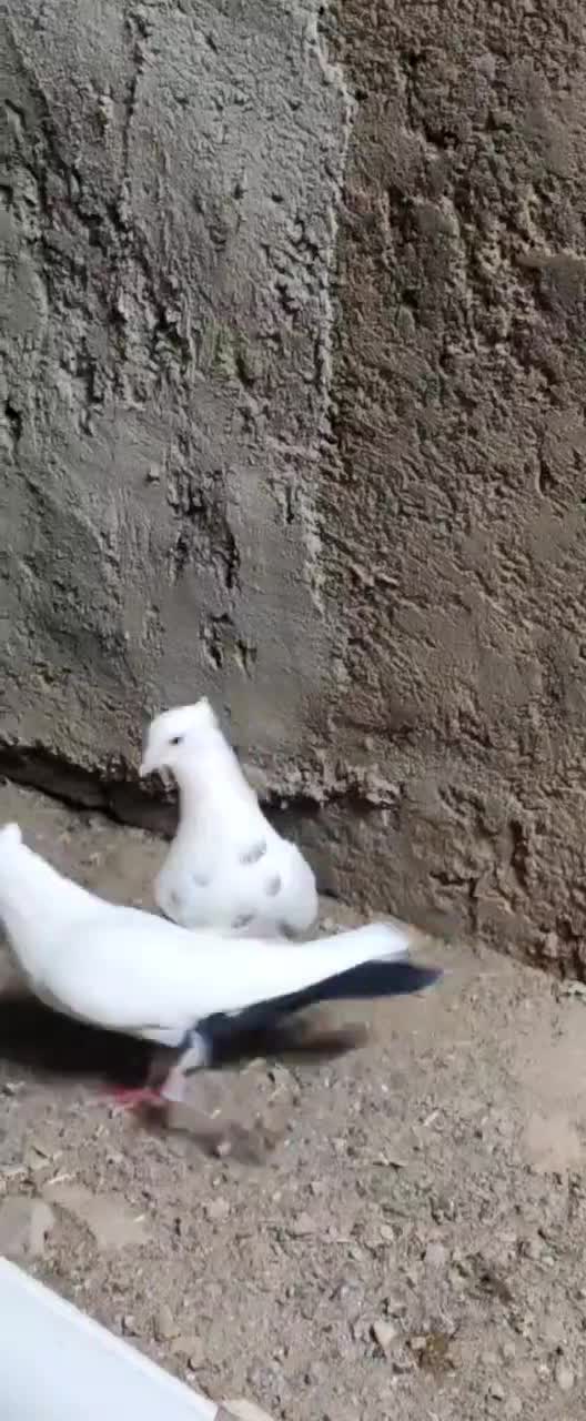 جفت دم سیاه|پرنده|سبزوار, سیادتی|دیوار