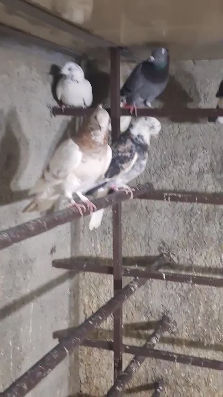 کفترپرشی|پرنده|اسلام‌شهر, شهرک سالور|دیوار