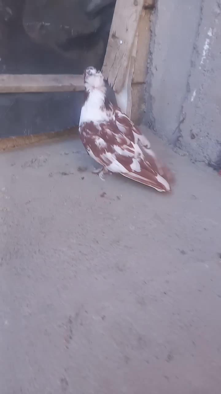 دوبرگرفته شده چیتی نر اوچان گرفته شده|پرنده|ویلکیج, |دیوار