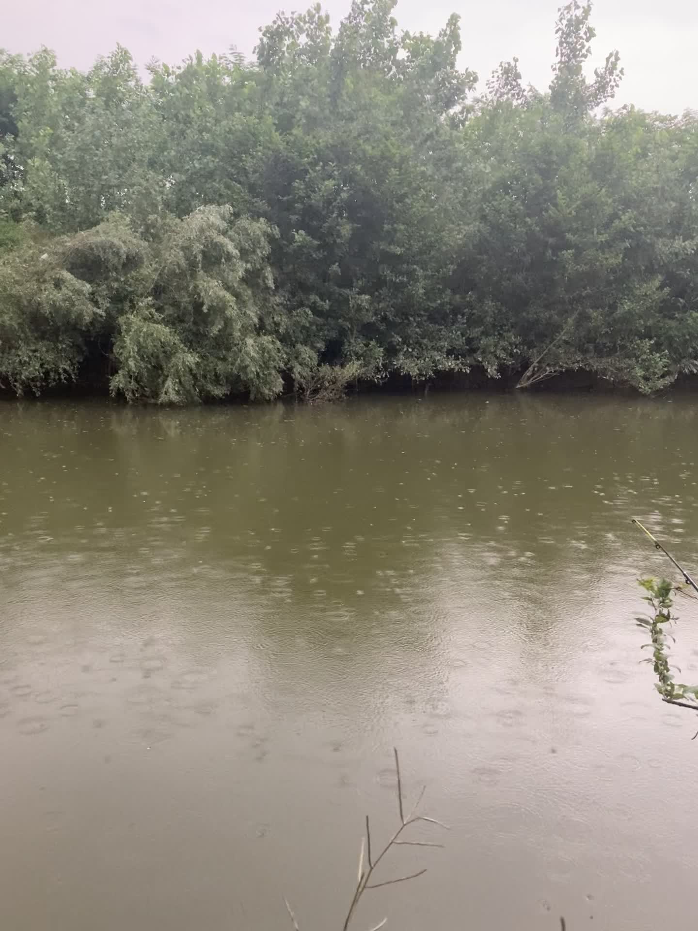 اجاره ویلاچوبی جنگلی ۱۲ کیلومتری رشت رودخانه دار|اجارهٔ کوتاهمدت ویلا و باغ|رشت, گلسار|دیوار