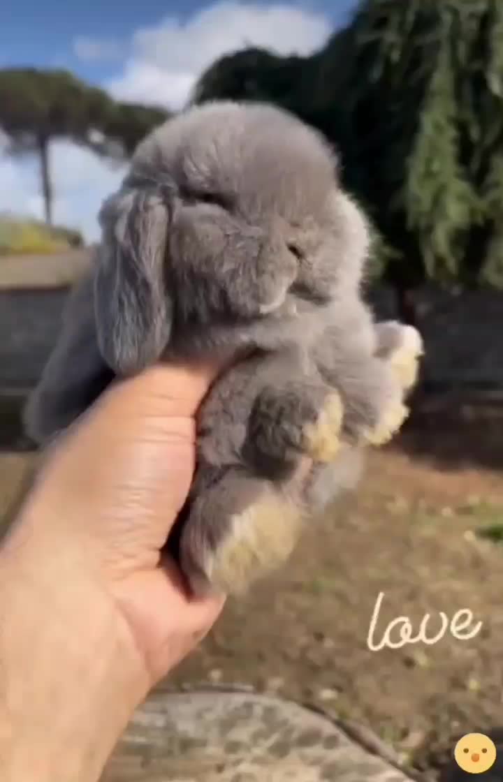 خرگوش لوپ مینی فرانسوی|موش و خرگوش|یزد, |دیوار