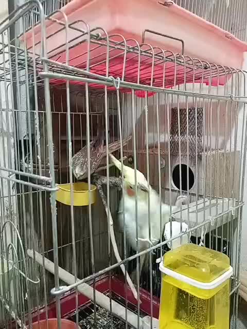 عروس هلندی رام رام مولد|پرنده|سنقر, |دیوار