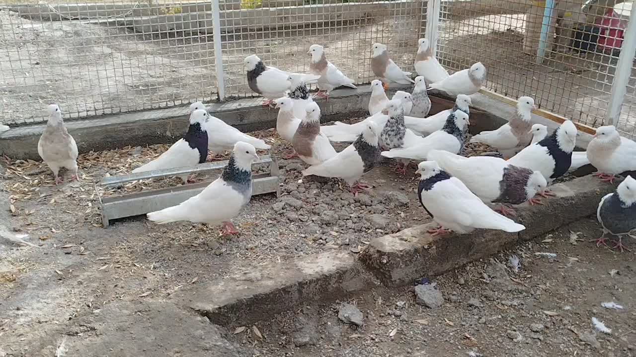 طوقی|پرنده|کنگاور, |دیوار