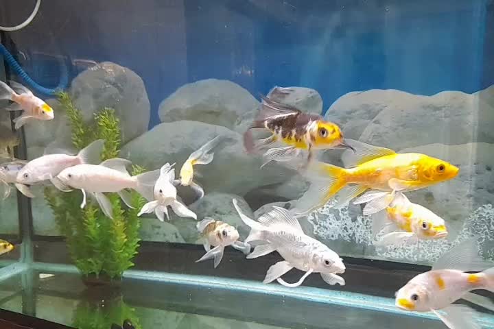 آکواریوم خم جیانگ اصل|ماهی|تبریز, |دیوار