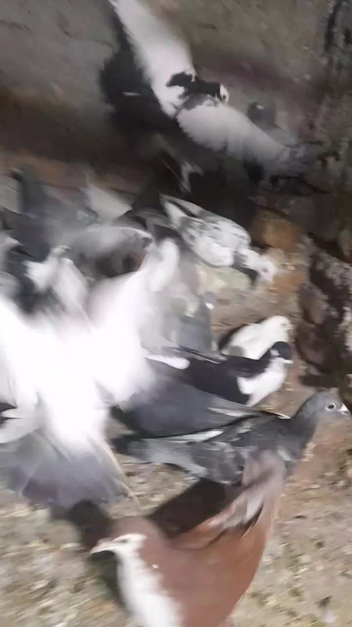 45تا کفتر|پرنده|بیرجند, |دیوار