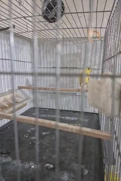 قناری نر بسیار زیبا|پرنده|اندیشه, اندیشه فاز ۱|دیوار