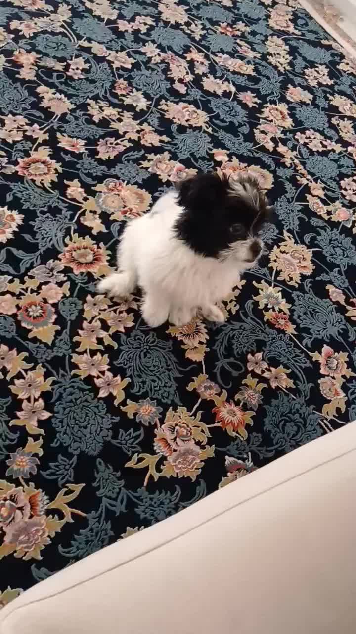 سگ شیتزو|سگ|پرند, فاز ۶|دیوار