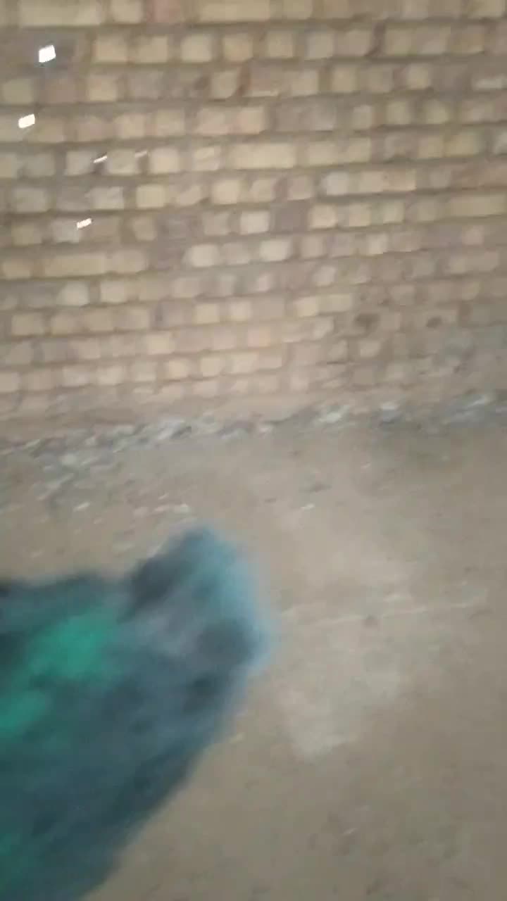 ماده برجی کاکلی پر|پرنده|نجف‌آباد, یزدانشهر|دیوار