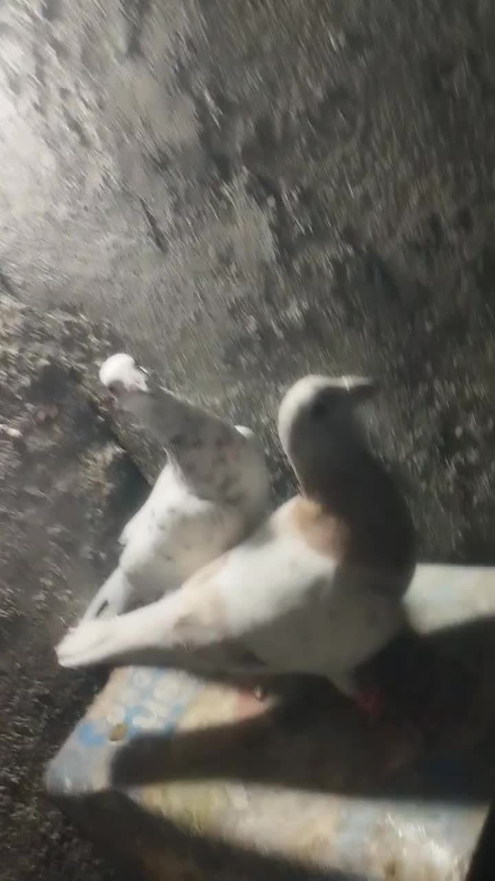 کفتررنگه|پرنده|مشهد, کشف|دیوار