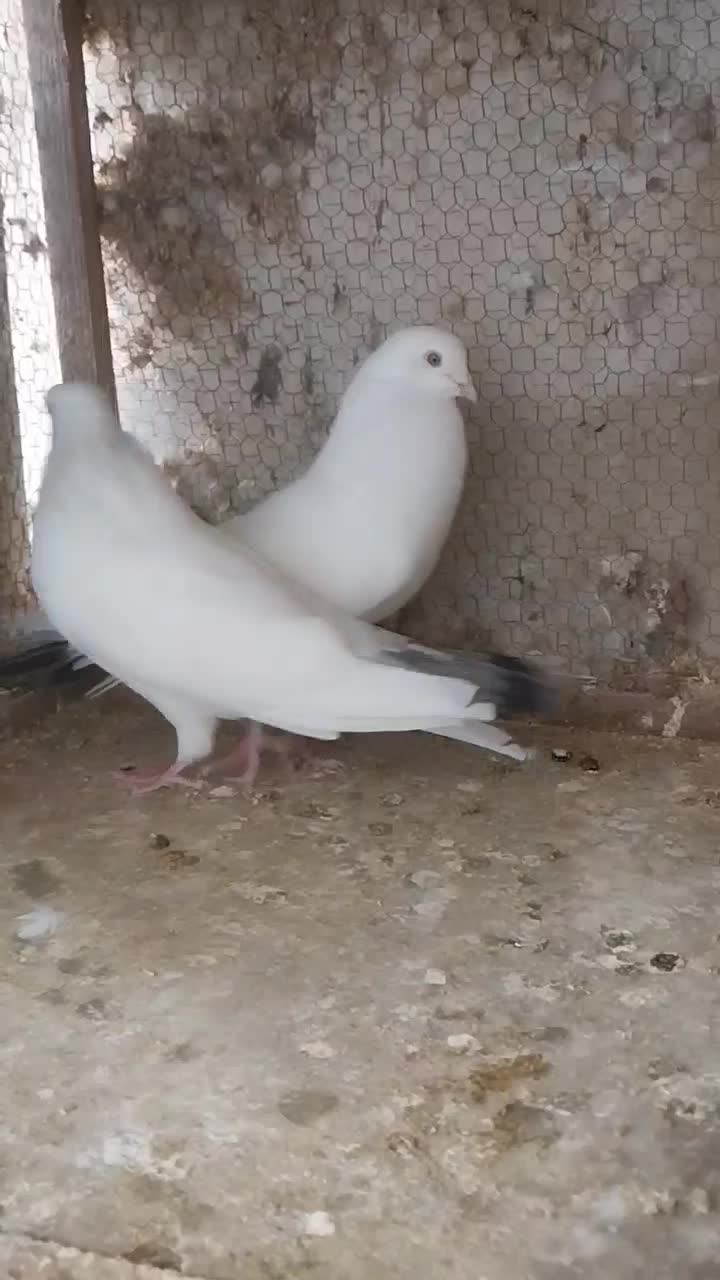 کبوتر تخمی|پرنده|رشت, پیرکلاچای|دیوار