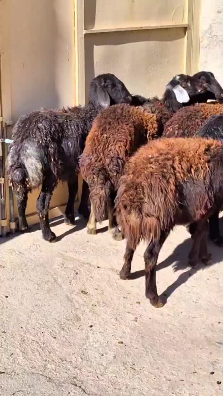 بره ماده پای شیشک قره قزل گوسفند میش قوچ|حیوانات مزرعه|قزوین, |دیوار