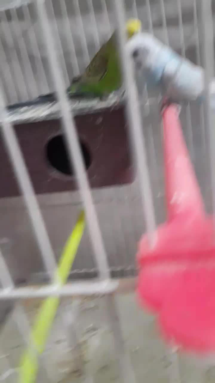 مرغ عشق ۹۰۰|پرنده|تربت جام, جلگه موسی آباد|دیوار