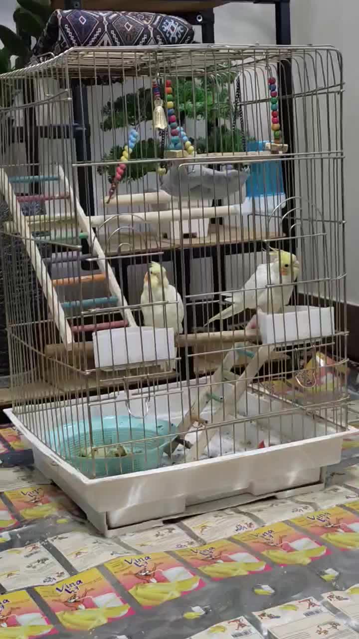 جفت عروس هلندی|پرنده|خرم‌آباد, |دیوار