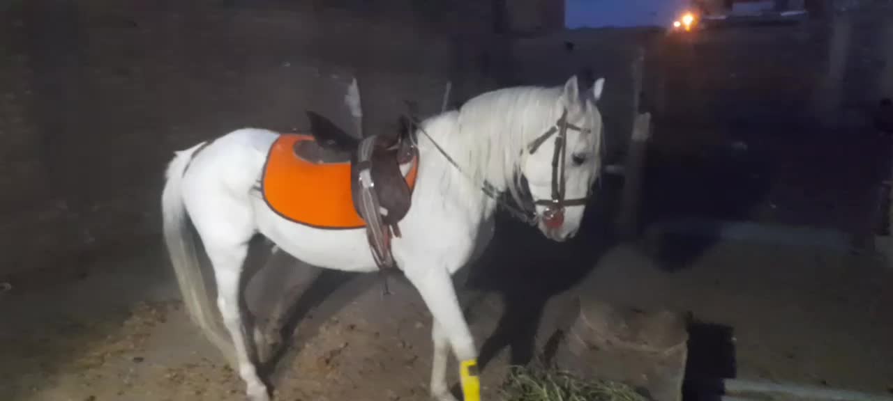 نریون خیلی آرام|اسب و تجهیزات اسبسواری|میان جلگه, |دیوار