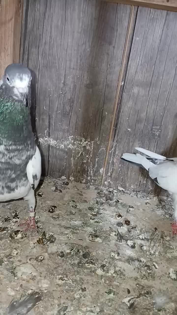 کفتر‌پاکستانی|پرنده|بندرعباس, |دیوار