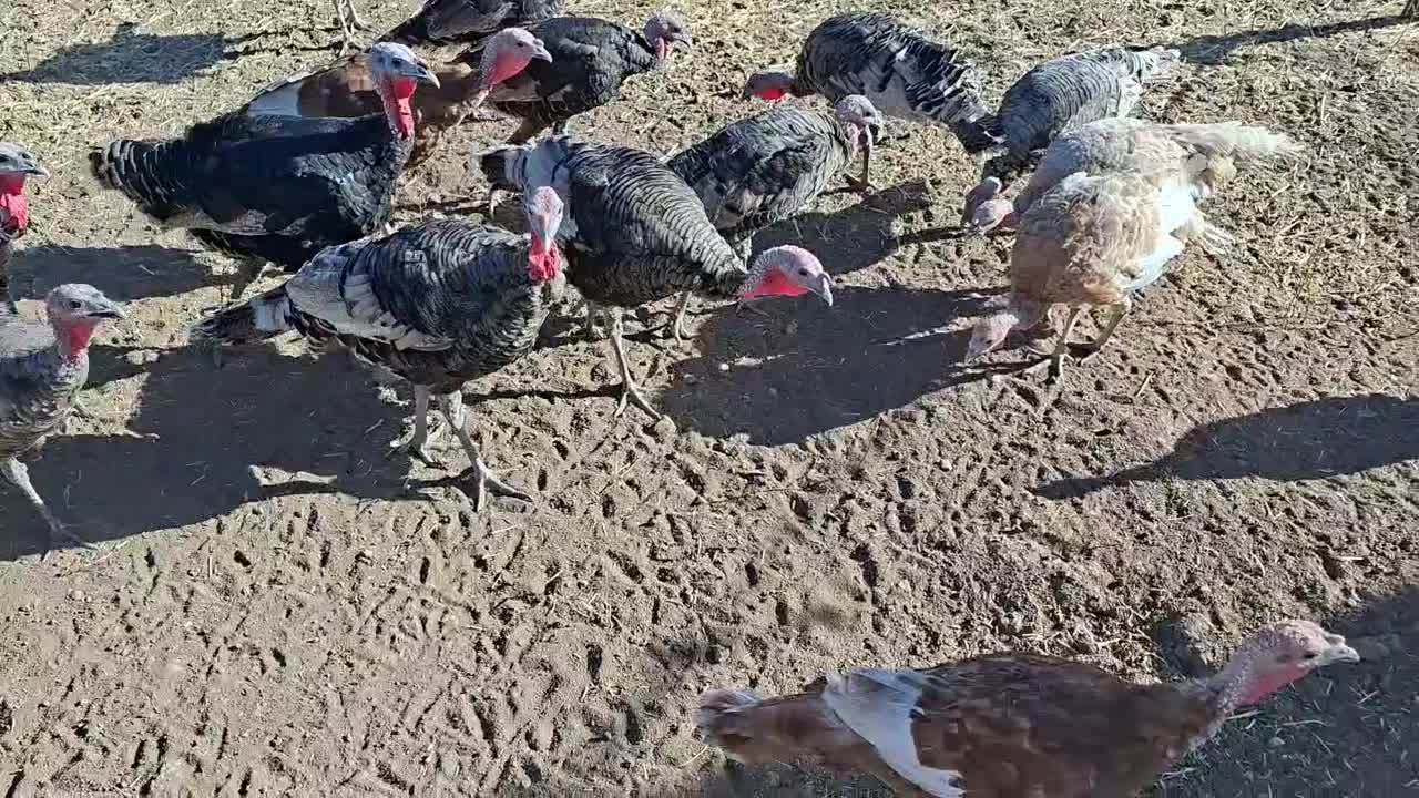 بوقلمون|حیوانات مزرعه|کرمانشاه, |دیوار