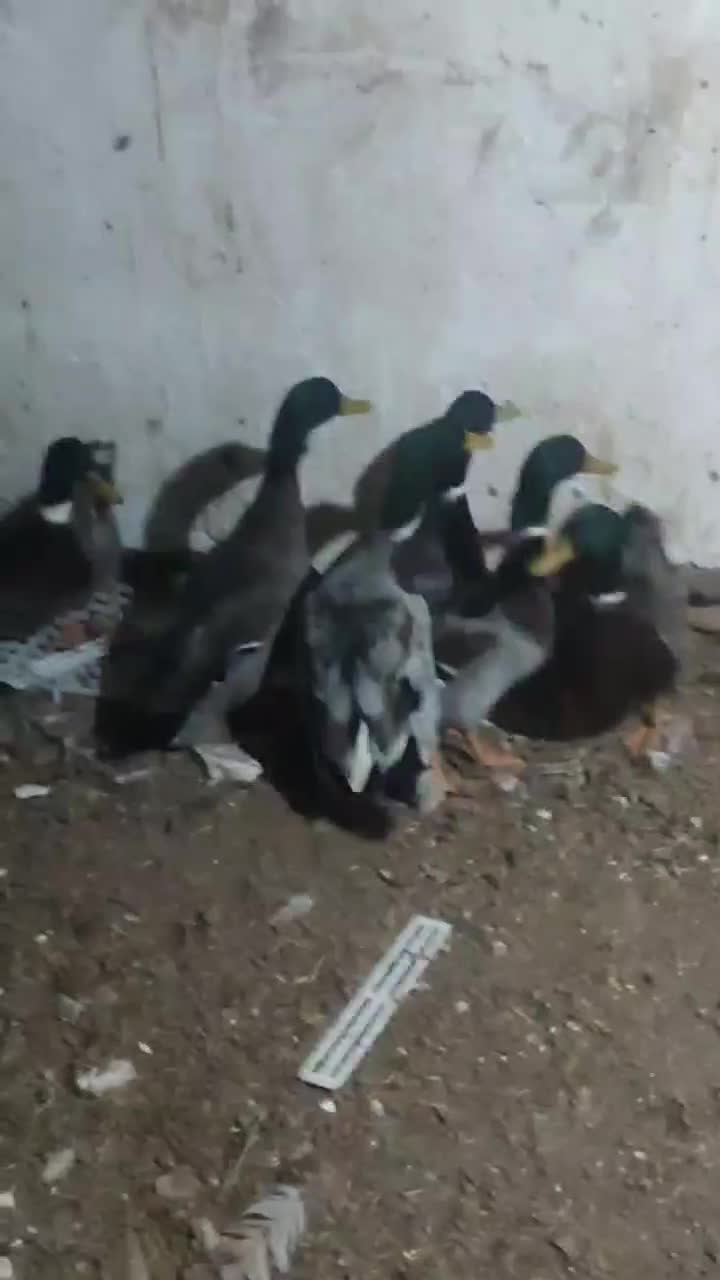 تعداد 6 عدد اردک کله سبز نر سنگین وزن درشت|حیوانات مزرعه|ویلکیج, |دیوار