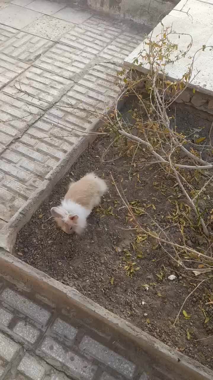 خرگوش|موش و خرگوش|سبزوار, هویزه|دیوار