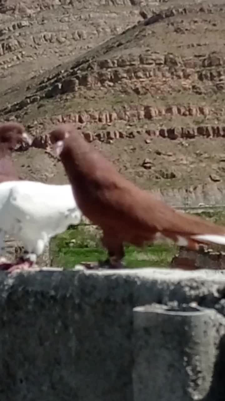 کبوتر|پرنده|بجنورد, |دیوار
