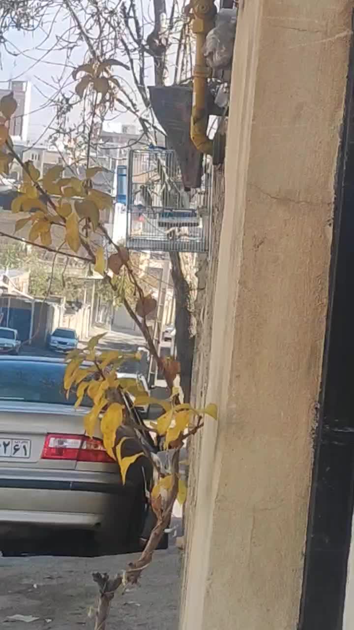 با سلام سهره نر|پرنده|سقز, |دیوار