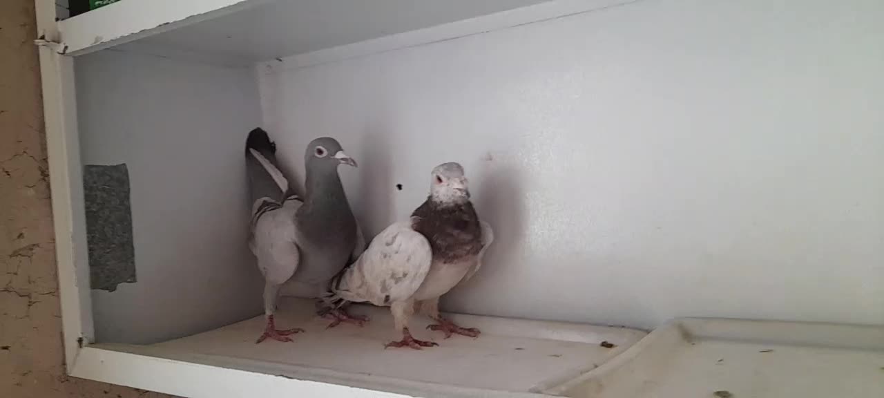 کبوتر|پرنده|تاکستان, |دیوار