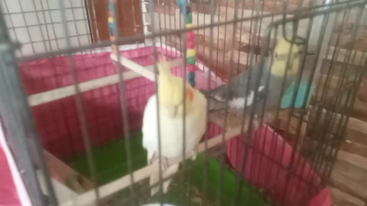 عروس هلندی بالغ|پرنده|فولادشهر, B2|دیوار