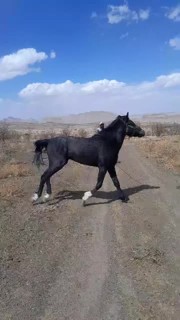 اسب مادیون بهمراه کره و اسب نریون|اسب و تجهیزات اسبسواری|خوانسار, |دیوار