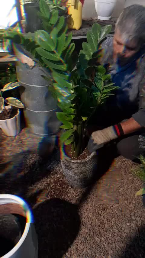 گل گیاه هدیه گلخانه روزمادر گلدان گلدون آپارتمانی|گل و گیاه طبیعی|مشهد, شهید بهشتی|دیوار