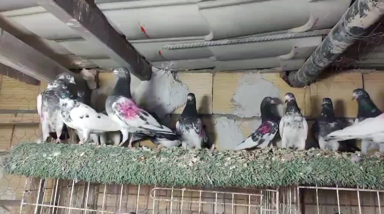 تیدی پرشی درجه یک|پرنده|چمران, |دیوار